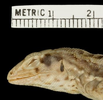 Media type: image;   Herpetology R-36748 Aspect: head lateral